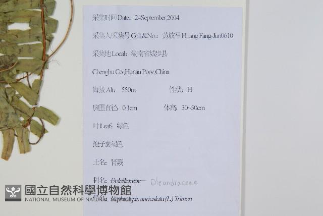 腎蕨藏品圖，第2張