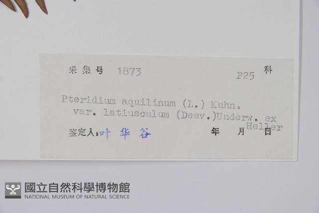 蕨藏品圖，第2張