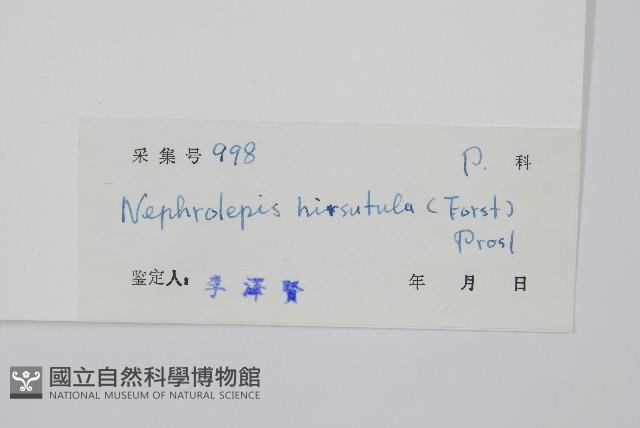 毛葉腎蕨藏品圖，第2張