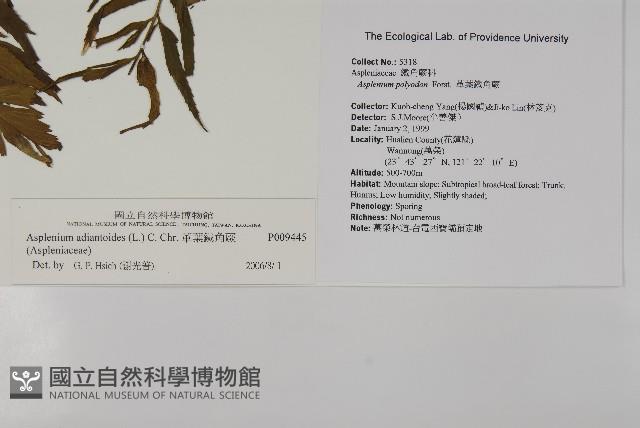 革葉鐵角蕨藏品圖，第2張