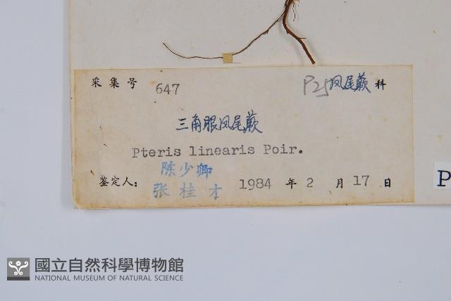 三角脈鳳尾蕨藏品圖，第2張