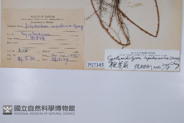 鞭葉蕨藏品圖，第2張