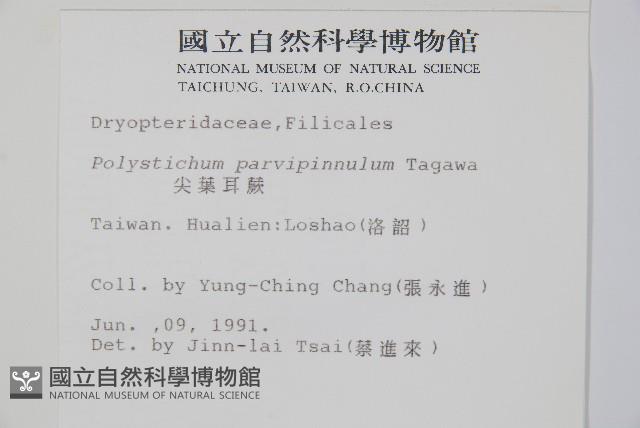 尖葉耳蕨藏品圖，第2張