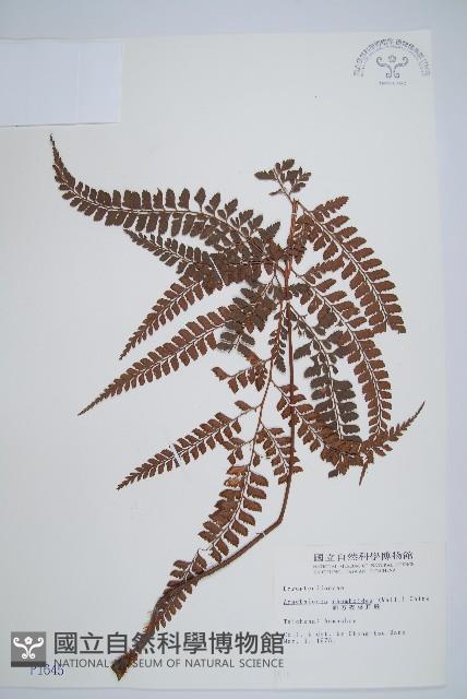 斜方複葉耳蕨藏品圖，第1張