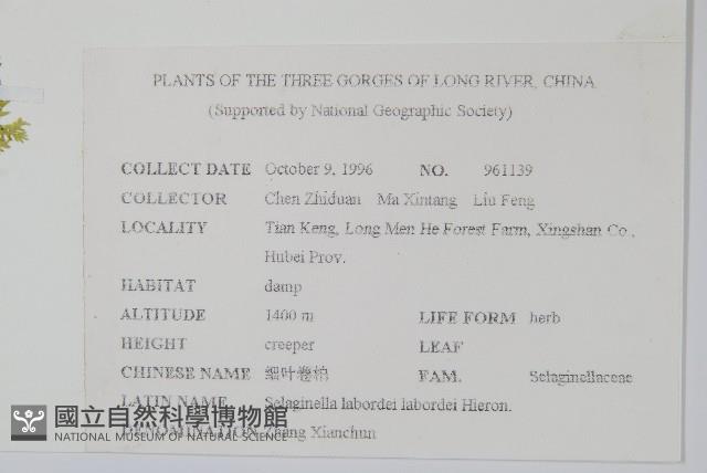 玉山卷柏藏品圖，第2張