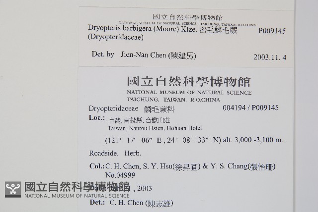密毛鱗毛蕨藏品圖，第2張