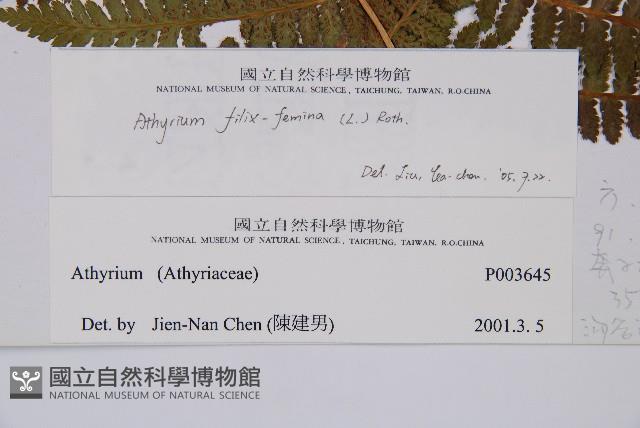蹄蓋蕨藏品圖，第2張