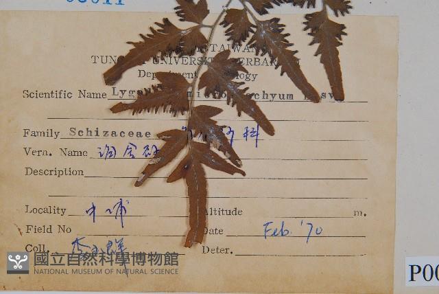 狹葉海金沙藏品圖，第2張