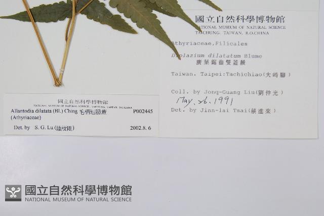 毛柄短腸蕨藏品圖，第2張