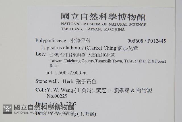 骨牌蕨藏品圖，第2張