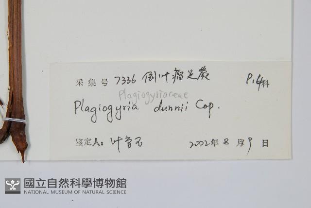 倒葉瘤足蕨藏品圖，第2張