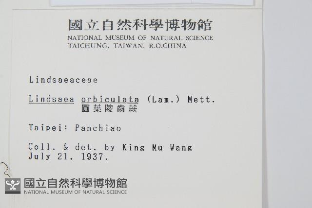 圓葉陵齒蕨藏品圖，第2張