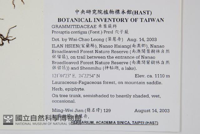 穴子蕨藏品圖，第2張