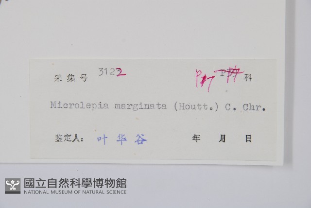 邊緣鱗蓋蕨藏品圖，第2張