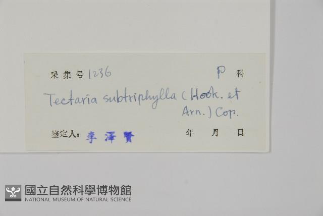 三叉蕨藏品圖，第2張