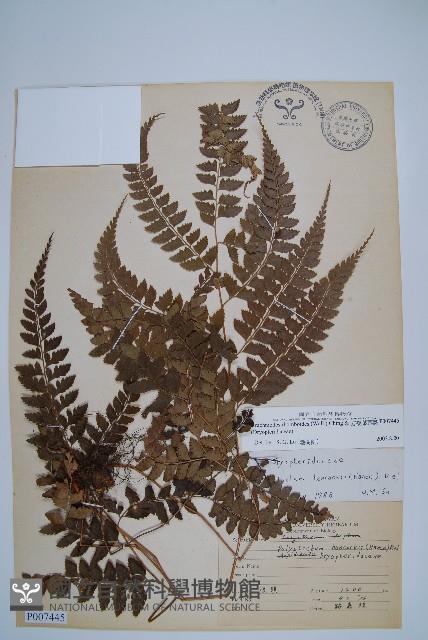 斜方複葉耳蕨藏品圖，第1張
