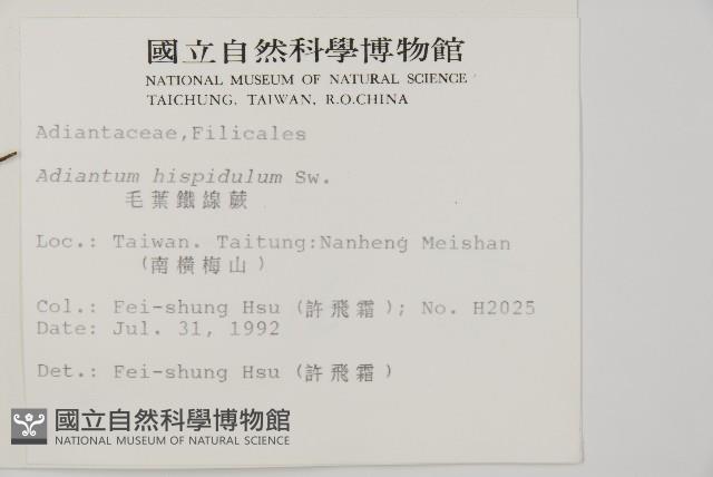 毛葉鐵線蕨藏品圖，第2張