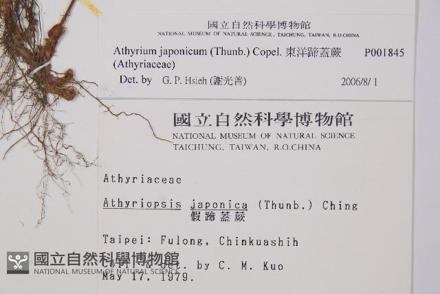 東洋蹄蓋蕨藏品圖，第2張