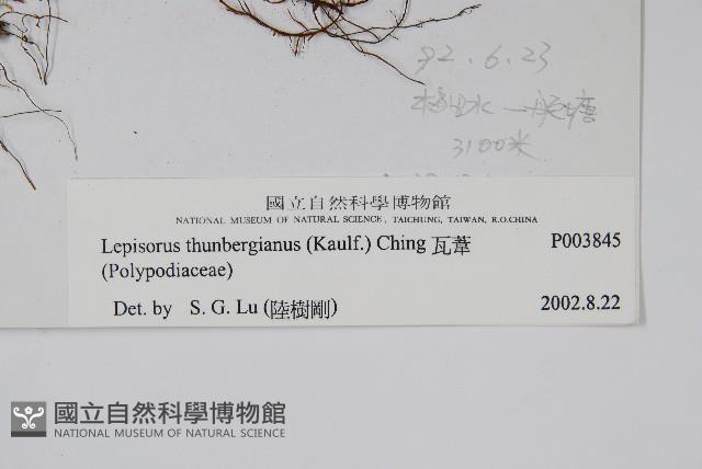 瓦葦藏品圖，第2張