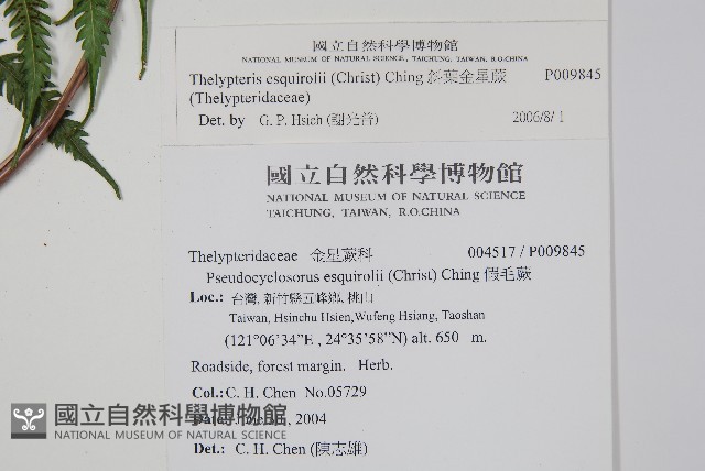 斜葉金星蕨藏品圖，第2張