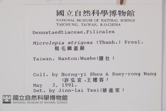 粗毛鱗蓋蕨藏品圖，第2張