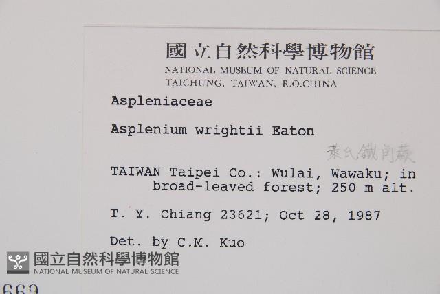 萊氏鐵角蕨藏品圖，第2張