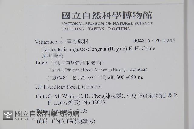 姬書帶蕨藏品圖，第2張