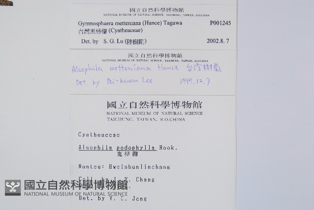 台灣黑桫欏藏品圖，第2張
