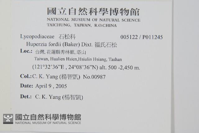 福氏石松藏品圖，第2張