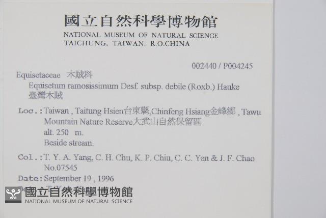 臺灣木賊藏品圖，第2張