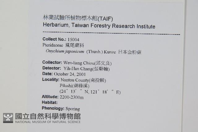 日本金粉蕨藏品圖，第2張