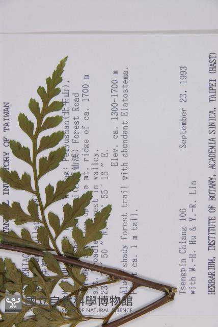 大鐵角蕨藏品圖，第2張