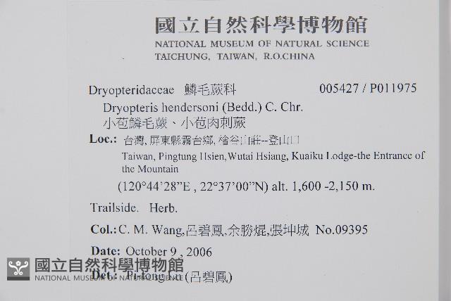 小苞鱗毛蕨、小苞肉刺蕨藏品圖，第2張