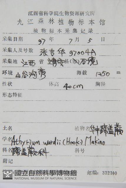 華中蹄蓋蕨藏品圖，第2張