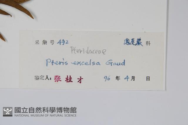 溪鳳尾蕨藏品圖，第2張