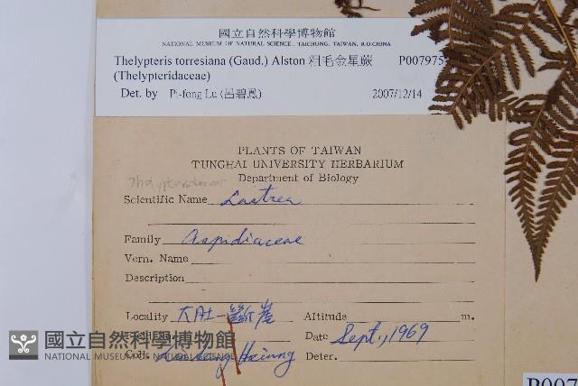 粗毛金星蕨藏品圖，第2張