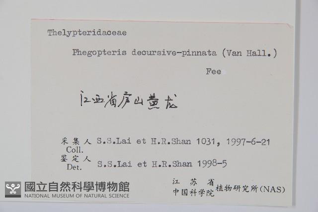 翅軸假金星蕨、短柄卵果蕨藏品圖，第2張