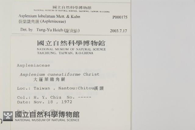 裂葉鐵角蕨藏品圖，第2張