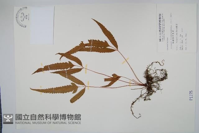 粗齒革葉紫萁藏品圖，第1張