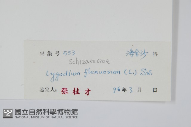 曲軸海金沙藏品圖，第2張