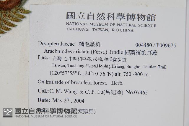 細葉複葉耳蕨藏品圖，第2張
