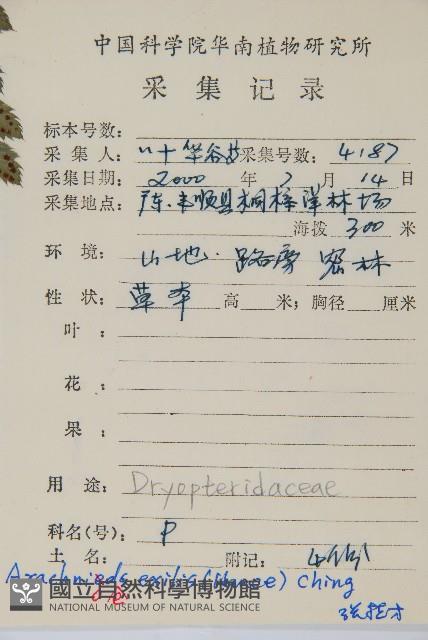 細葉複葉耳蕨藏品圖，第2張