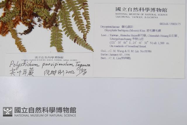 尖葉耳蕨藏品圖，第2張