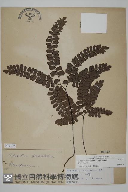 扇葉鐵線蕨藏品圖，第1張