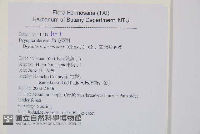 臺灣鱗毛蕨藏品圖，第2張