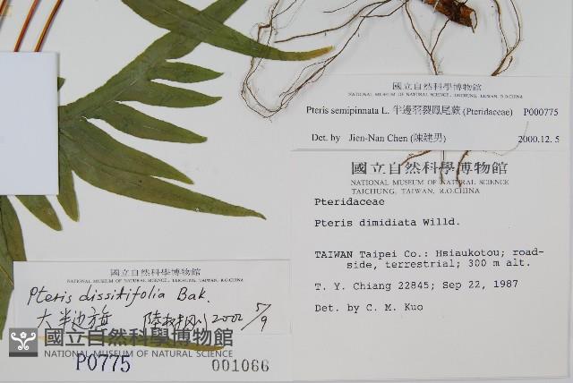 疏羽半邊旗藏品圖，第2張