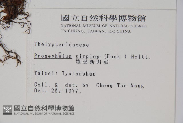 單葉新月蕨藏品圖，第2張
