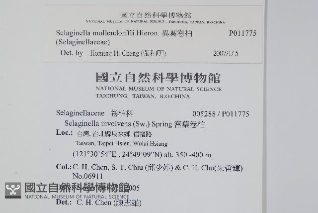 異葉卷柏藏品圖，第2張