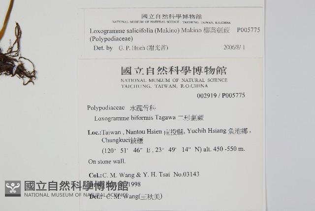 柳葉劍蕨藏品圖，第2張