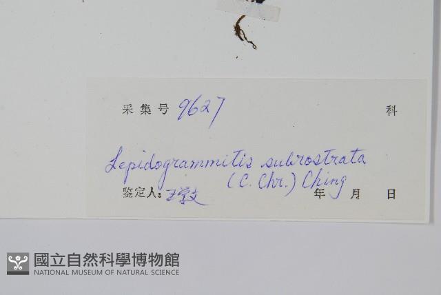 喙葉骨牌蕨藏品圖，第2張